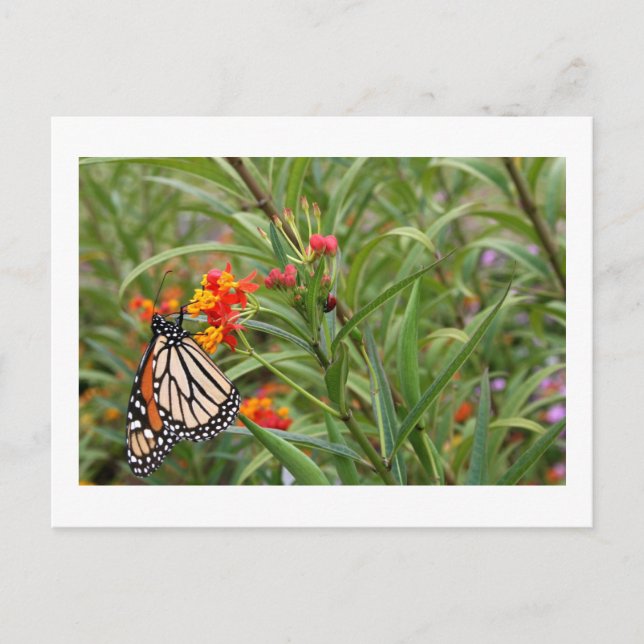Postal Mariposa monarca en planta de flores naranjas roja (Anverso)