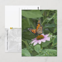 Mariposa Monarca en una Echinacea Purpúrea, NYC -