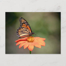 Postal Mariposa monarca en una flor naranja