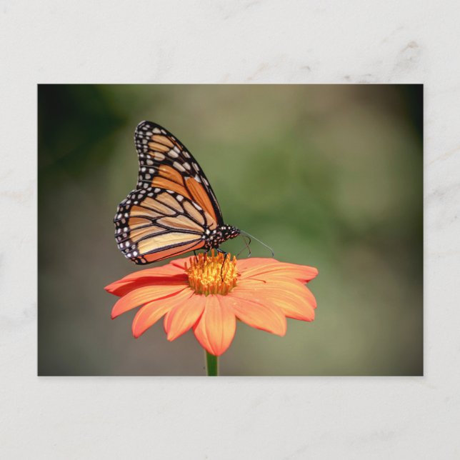 Postal Mariposa monarca en una flor naranja (Anverso)