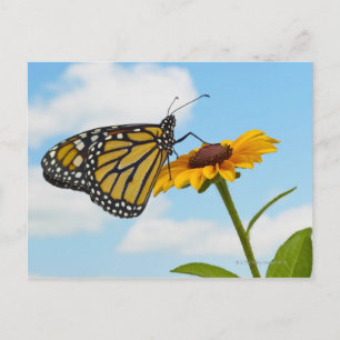 Postal Mariposa monarca en una Susan de ojos negros