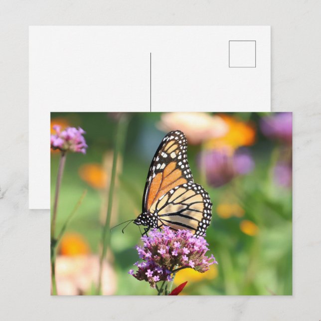 Postal Mariposa monarca en Verbena Blank (Anverso / Reverso)