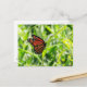 Postal Mariposa monarca en vuelo (Anverso/Reverso In Situ)