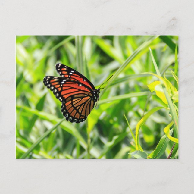 Postal Mariposa monarca en vuelo (Anverso)