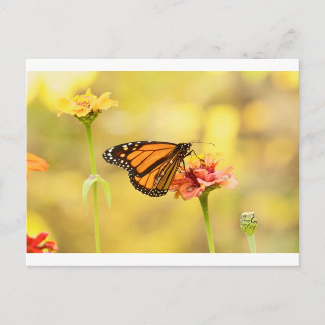 Postal Mariposa monarca en Zambia (Anverso)