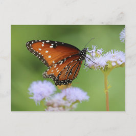 Postal Mariposa monarca hambrienta