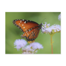 Mariposa monarca hambrienta