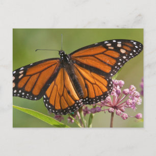 Postal Mariposa Monarca macho en Algodoncillo de Pantano