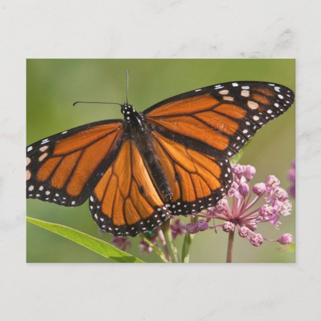 Postal Mariposa Monarca macho en Algodoncillo de Pantano (Anverso)