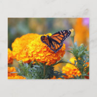 Mariposa Monarca Marigold Foto