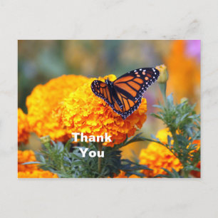 Postal Mariposa Monarca Marigold Foto Gracias