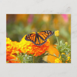 Postal Mariposa Monarca Naranja Marigold Foto