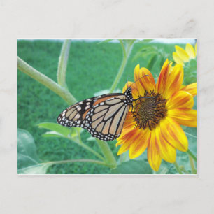 Postal Mariposa monarca sobre girasol