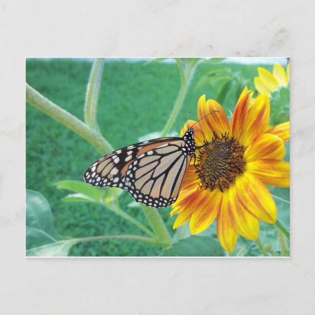 Postal Mariposa monarca sobre girasol (Anverso)