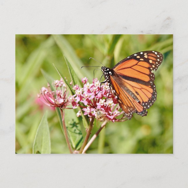 Postal Mariposa monarca y amigo (Anverso)
