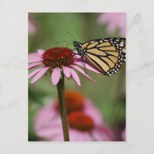 Postal Mariposa monarca y Susan de ojos negros