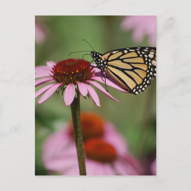 Postal Mariposa monarca y Susan de ojos negros (Anverso)
