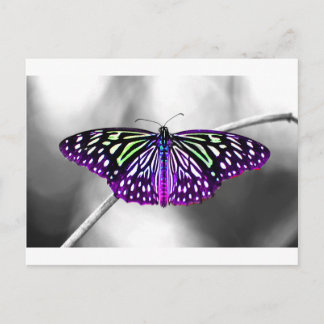 Postal Mariposa morada