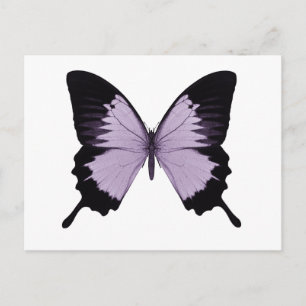 Postal Mariposa morada y negra grande