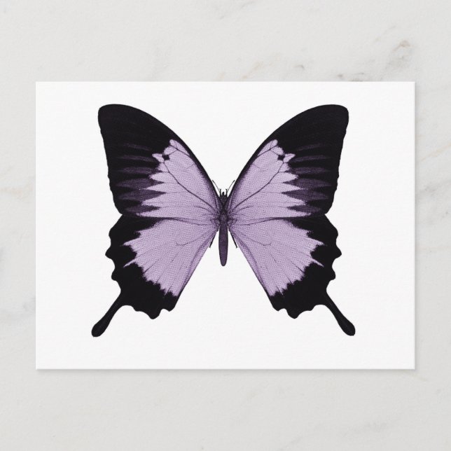 Postal Mariposa morada y negra grande (Anverso)