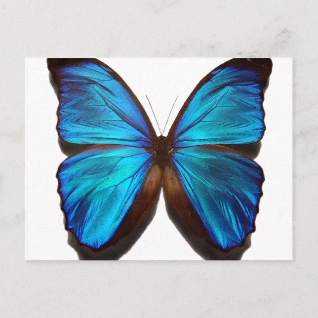 Postal Mariposa morfa azul (Anverso)
