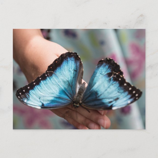 Postal Mariposa morfa azul (Anverso)