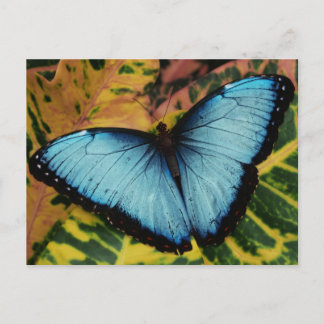 Postal Mariposa morfa azul común