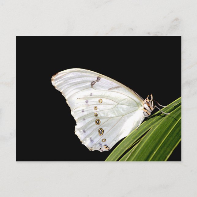 Postal Mariposa morfa blanca en hojas (Anverso)