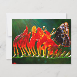 Postal Mariposa morfo azul en las flores de Crocosmia Luc