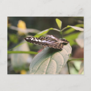 Postal Mariposa nº 2