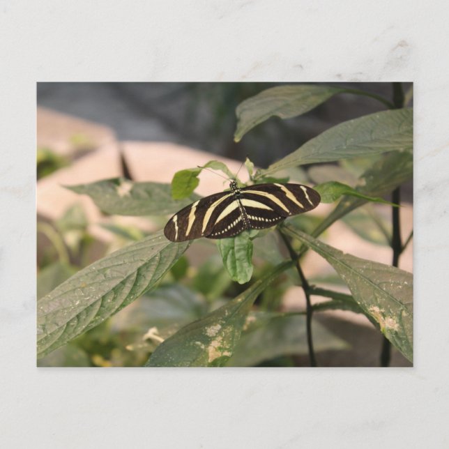 Postal Mariposa nº 22 (Anverso)