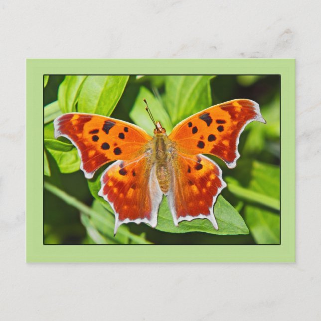 Postal Mariposa naranja (Anverso)