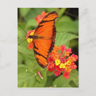 Postal mariposa naranja