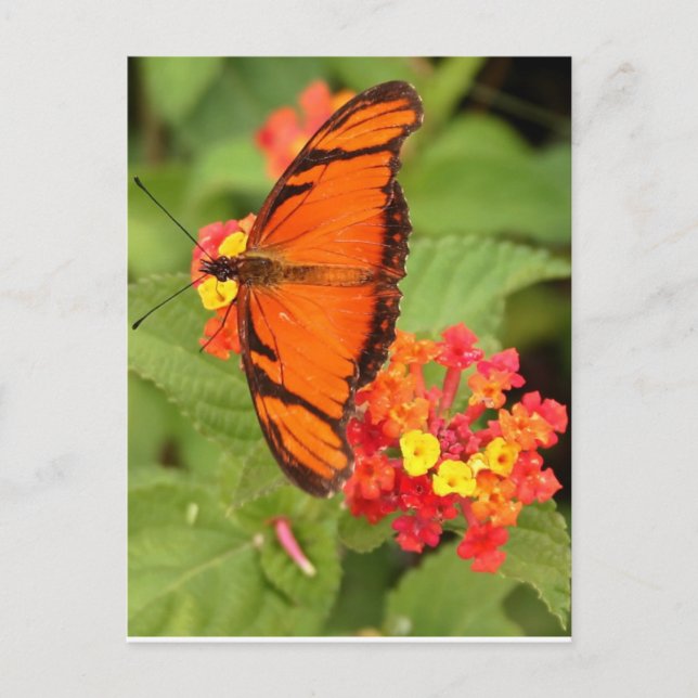 Postal mariposa naranja (Anverso)