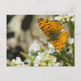 Postal Mariposa naranja