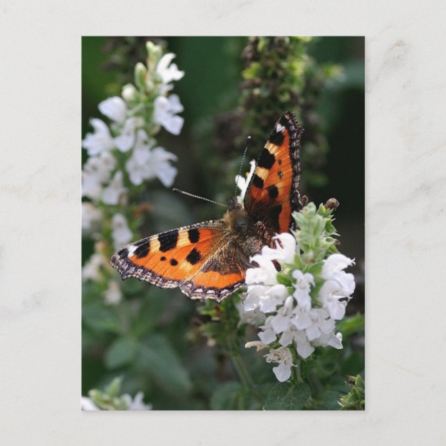 Postal Mariposa naranja (Anverso)