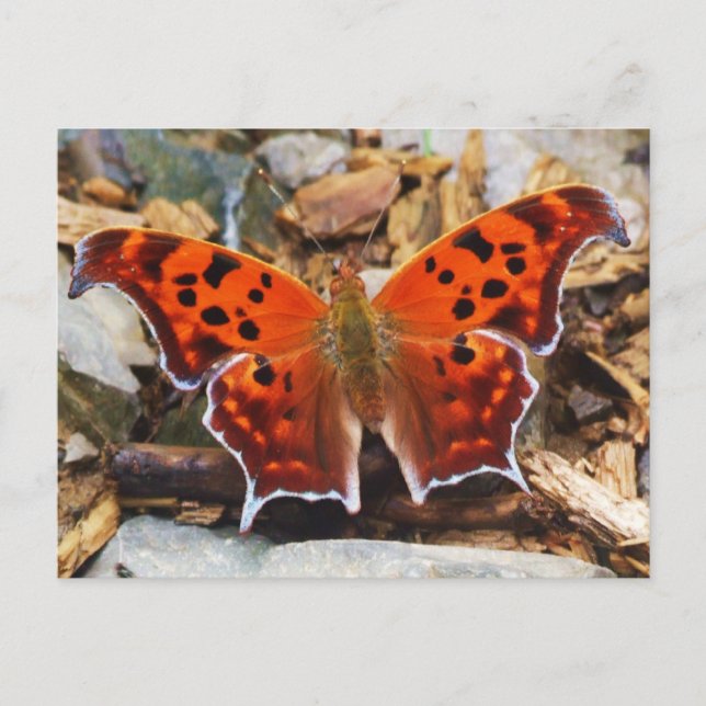 Postal Mariposa naranja (Anverso)