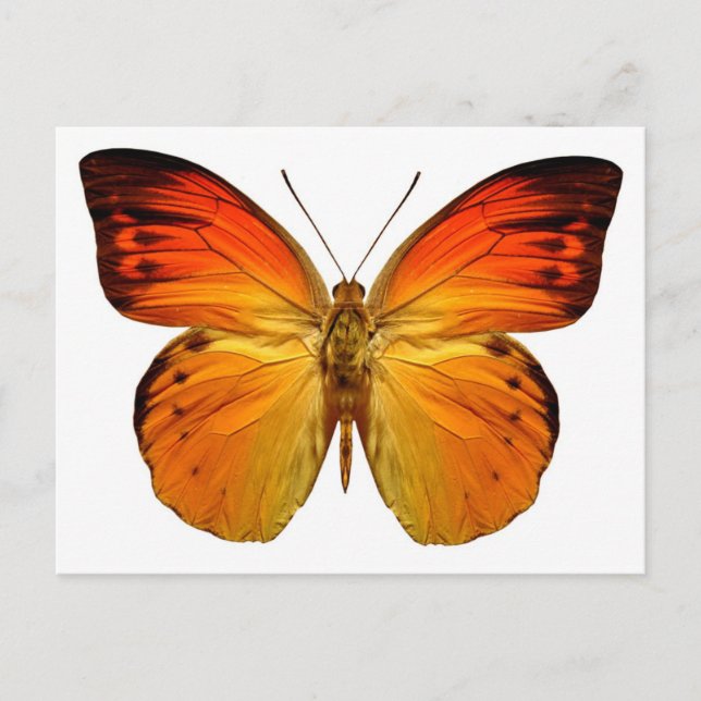 Postal Mariposa Naranja brillante (Anverso)