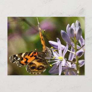 Postal Mariposa Naranja en Ropa y Regalos de Jacinto Silv