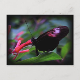 Postal Mariposa negra