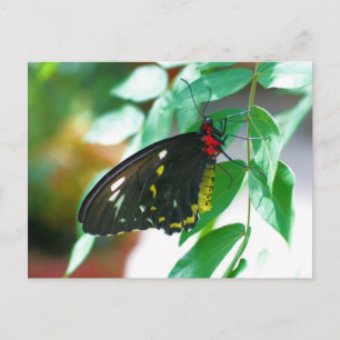 Postal Mariposa negra naturaleza 