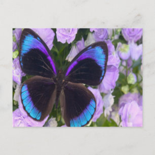 Postal Mariposa negra, púrpura y azul