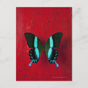 Postal Mariposa negra y azul en la pared roja