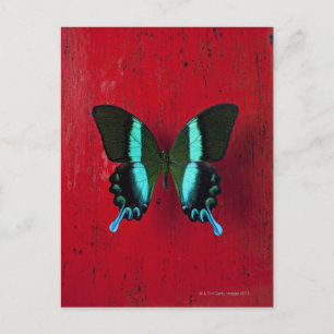 Postal Mariposa negra y azul en la pared roja