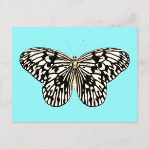 Postal Mariposa negra y blanca, fondo turquesa