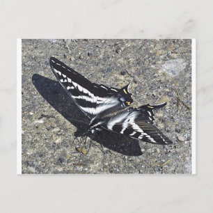 Postal Mariposa negra y blanca sobre hormigón