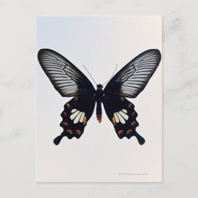 Postal Mariposa negra y marrón (Anverso)