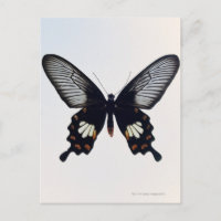 Mariposa negra y marrón