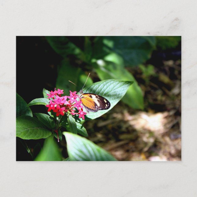 Postal Mariposa negra y Naranja (Anverso)