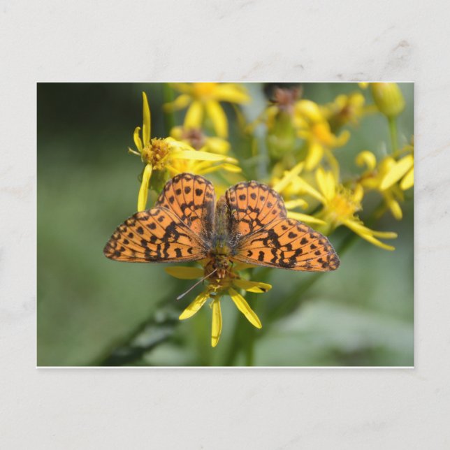 Postal Mariposa negra y Naranja sobre flores amarillas (Anverso)